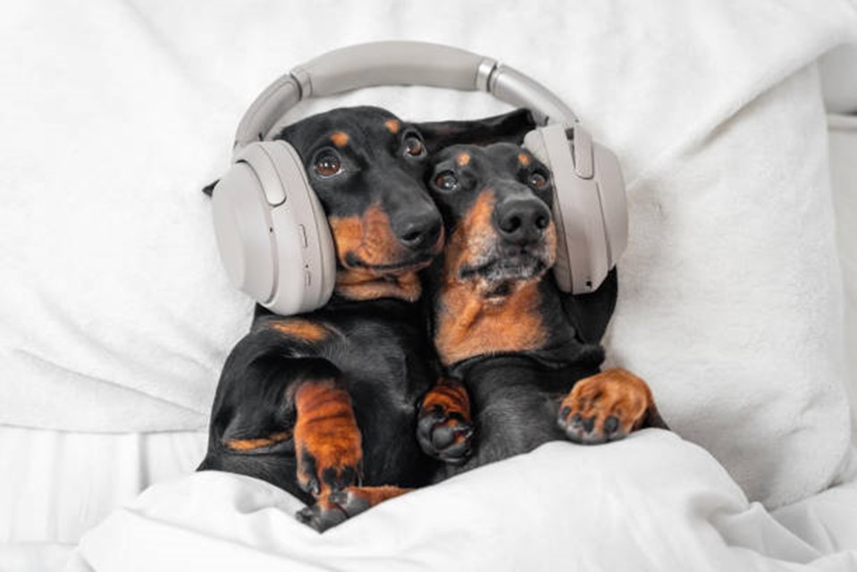 2 dog headphones